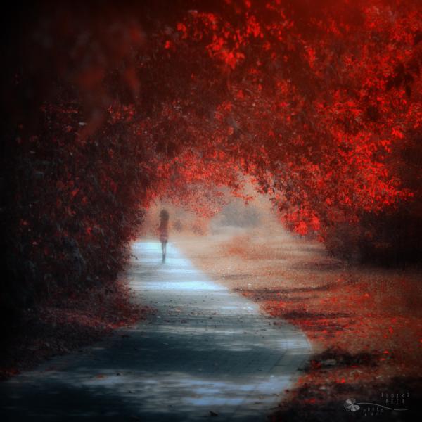 Forest Photography by Ildiko Neer