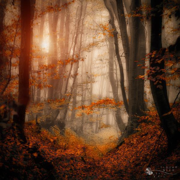 Forest Photography by Ildiko Neer