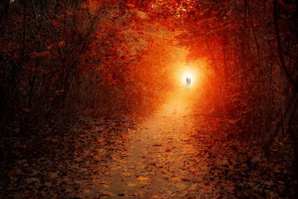 Forest Photography by Ildiko Neer