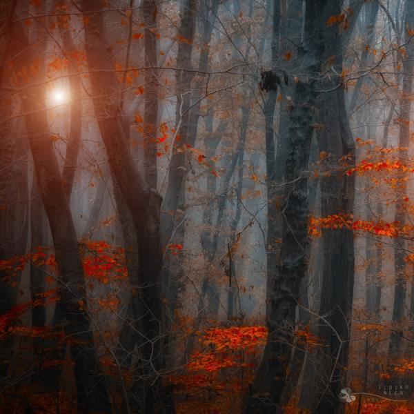 Forest Photography by Ildiko Neer