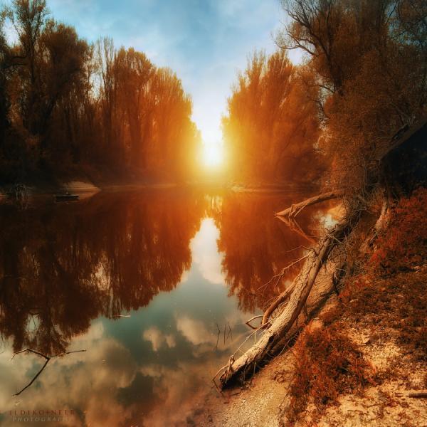 Forest Photography by Ildiko Neer