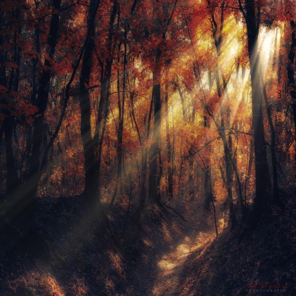 Forest Photography by Ildiko Neer