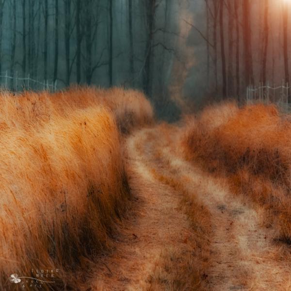 Forest Photography by Ildiko Neer