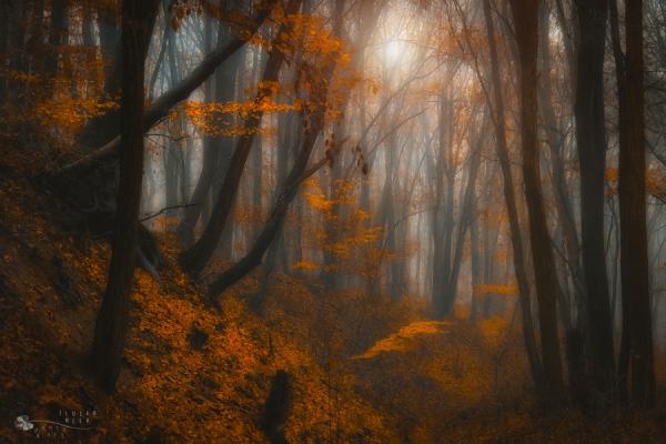 Forest Photography by Ildiko Neer