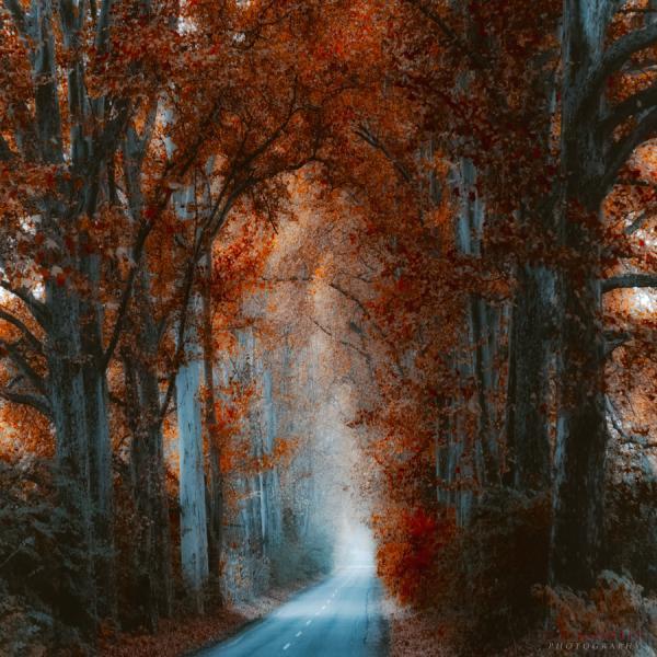 Forest Photography by Ildiko Neer