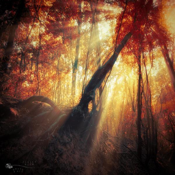 Forest Photography by Ildiko Neer