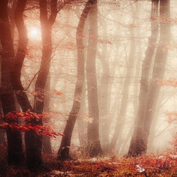 Forest Photography by Ildiko Neer