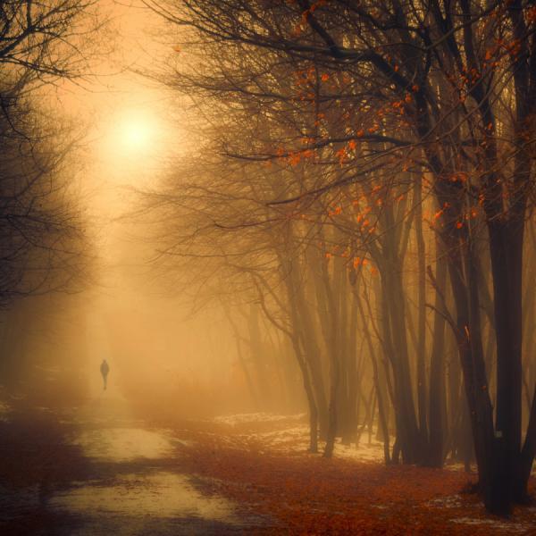 Forest Photography by Ildiko Neer