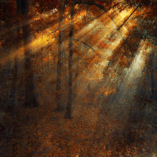 Forest Photography by Ildiko Neer