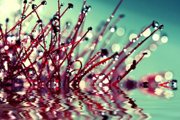 Photography by Beata Czyzowska Young