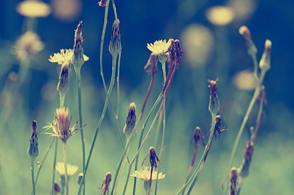 Photography by Beata Czyzowska Young