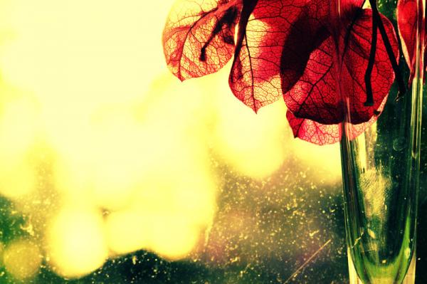 Photography by Beata Czyzowska Young