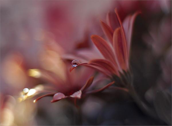 Dew on the Leaves