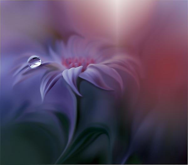 Dew on the Leaves