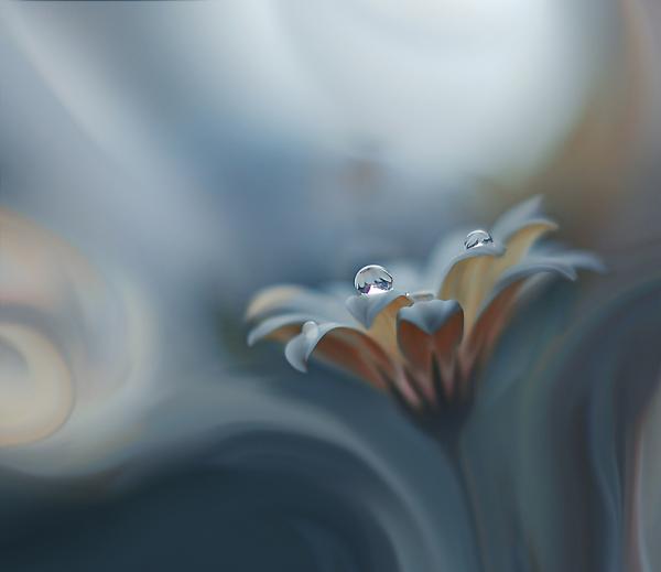 Dew on the Leaves
