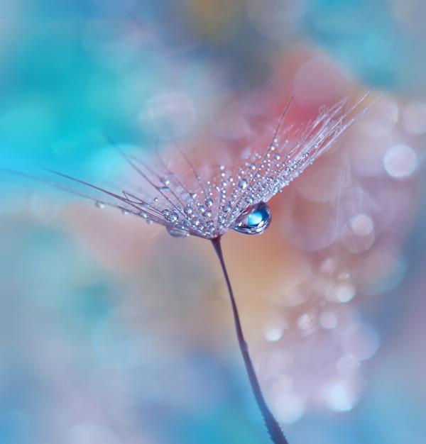 Dew on the Leaves