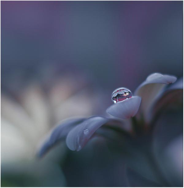 Dew on the Leaves