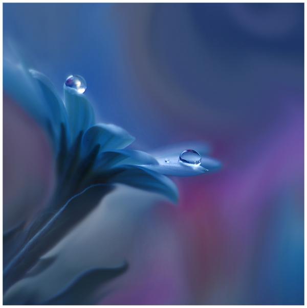 Dew on the Leaves