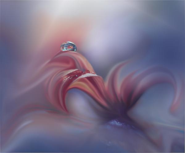 Dew on the Leaves