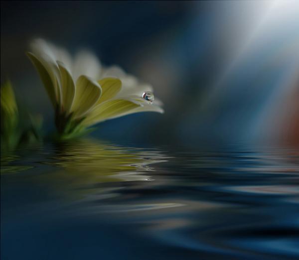 Dew on the Leaves