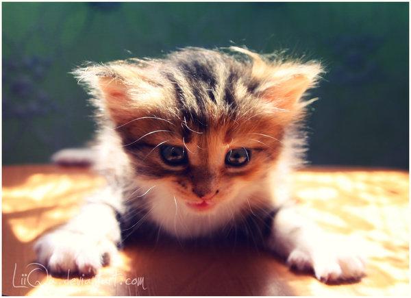 Creative Photography by Lilia Antoniu