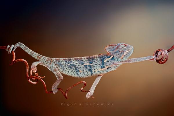 Photography by Blepharopsis