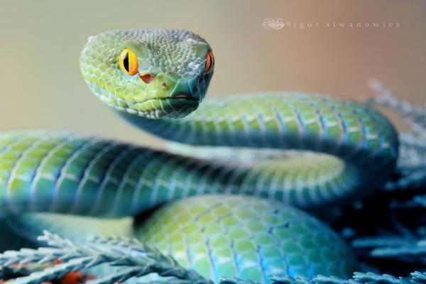 Photography by Blepharopsis