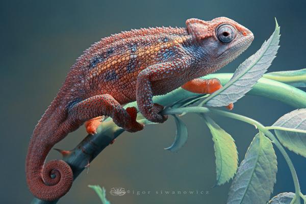 Photography by Blepharopsis