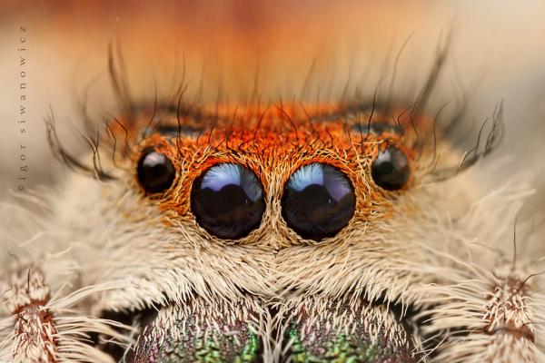 Photography by Blepharopsis