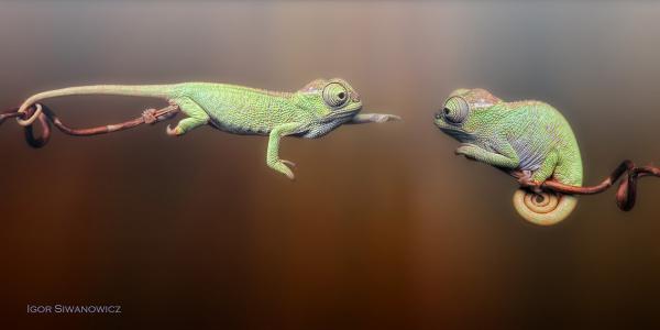 Photography by Blepharopsis