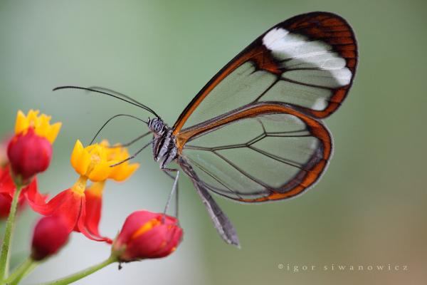 Photography by Blepharopsis