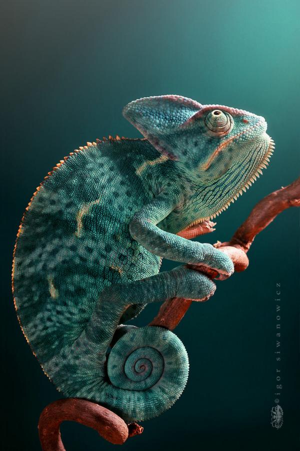 Photography by Blepharopsis