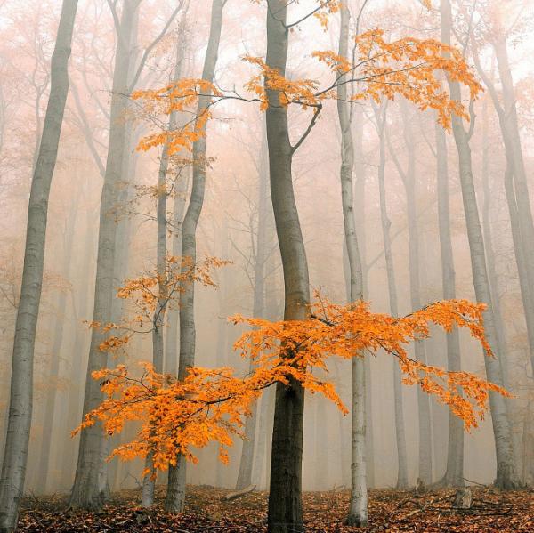 Forrest Photography by Tomas Morkes