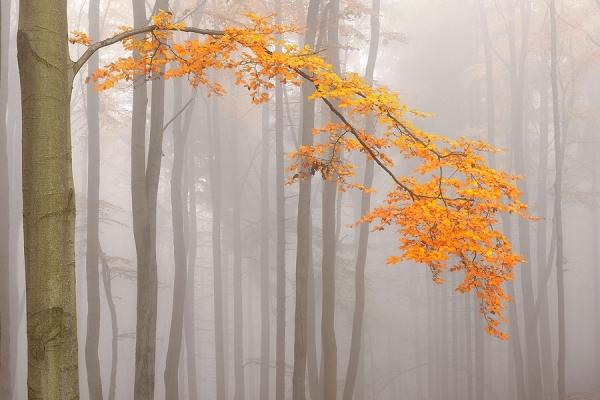 Forrest Photography by Tomas Morkes