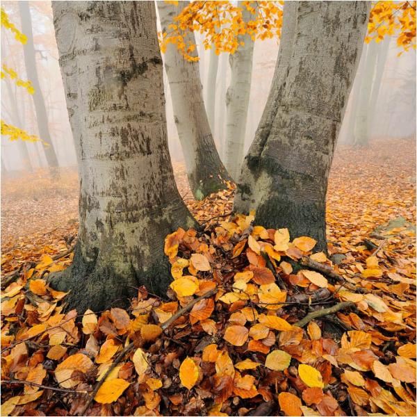 Forrest Photography by Tomas Morkes