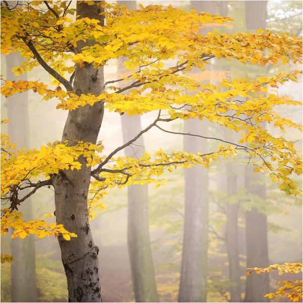 Forrest Photography by Tomas Morkes