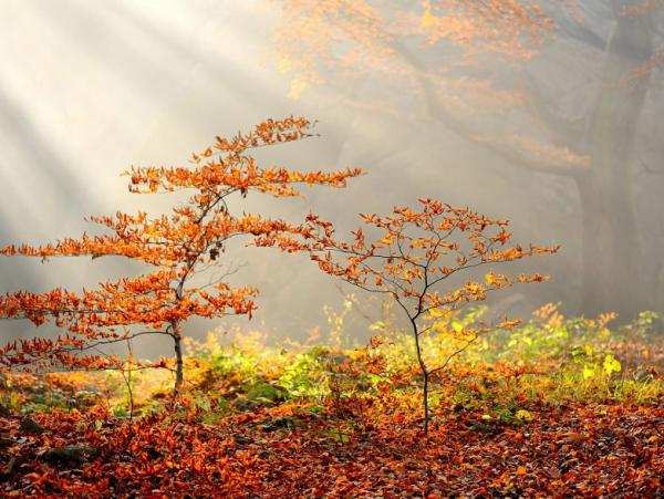 Forrest Photography by Tomas Morkes
