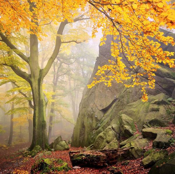 Forrest Photography by Tomas Morkes