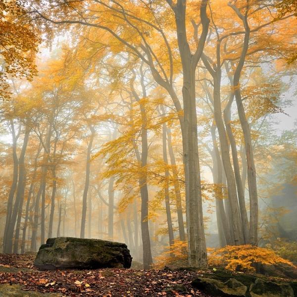 Forrest Photography by Tomas Morkes