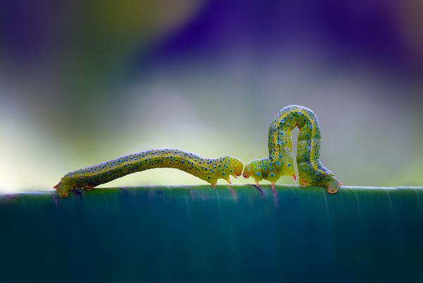 Macro Photography by Nordin Seruyan