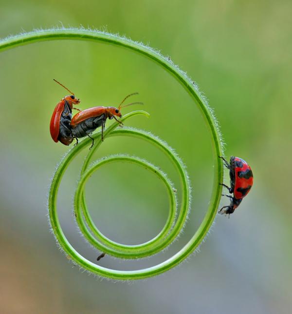 Macro Photography by Nordin Seruyan
