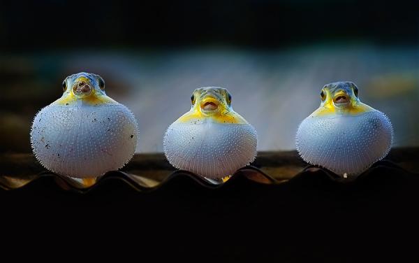 Macro Photography by Nordin Seruyan