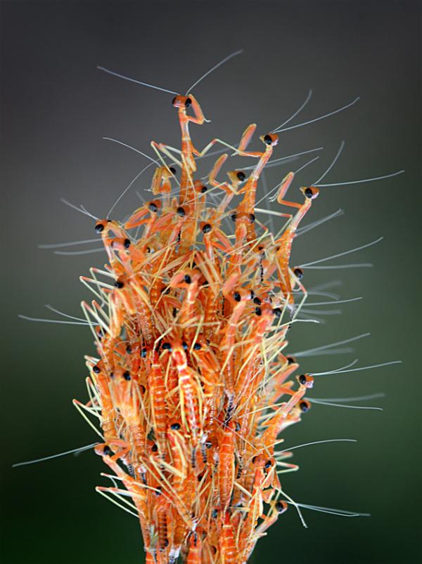 Macro Photography by Nordin Seruyan