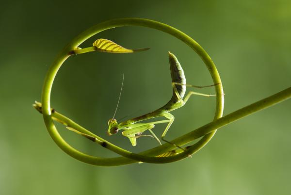 Macro Photography by Nordin Seruyan