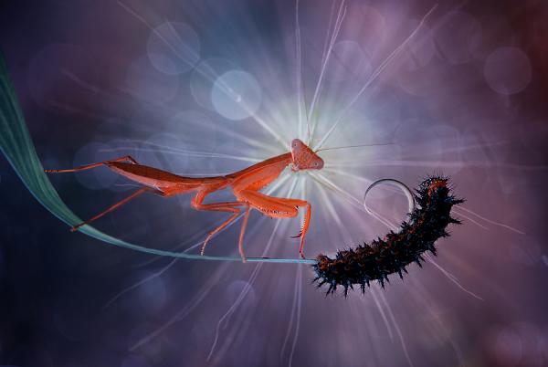 Macro Photography by Nordin Seruyan