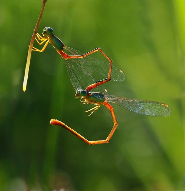 Macro Photography by Nordin Seruyan