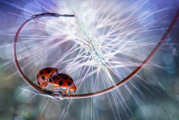 Macro Photography by Nordin Seruyan