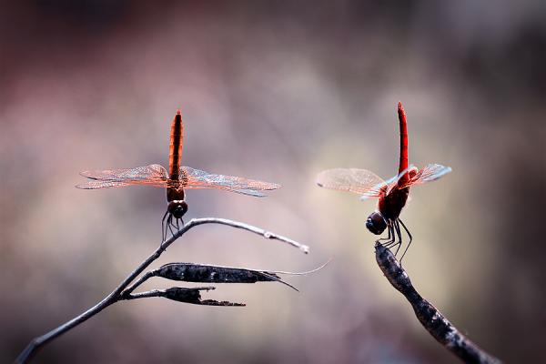 Macro Photography by Nordin Seruyan