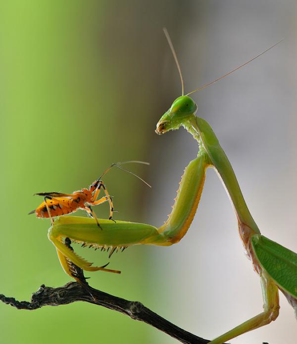 Macro Photography by Nordin Seruyan
