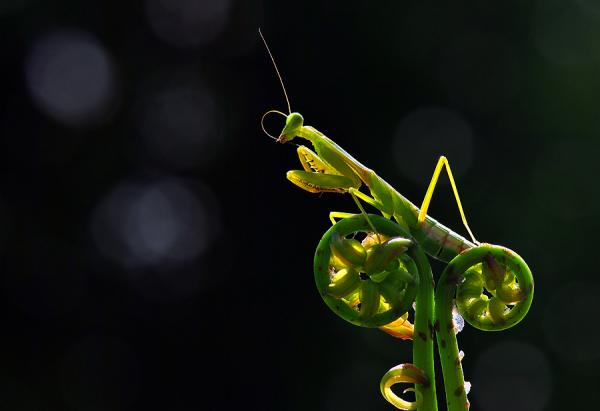 Macro Photography by Nordin Seruyan